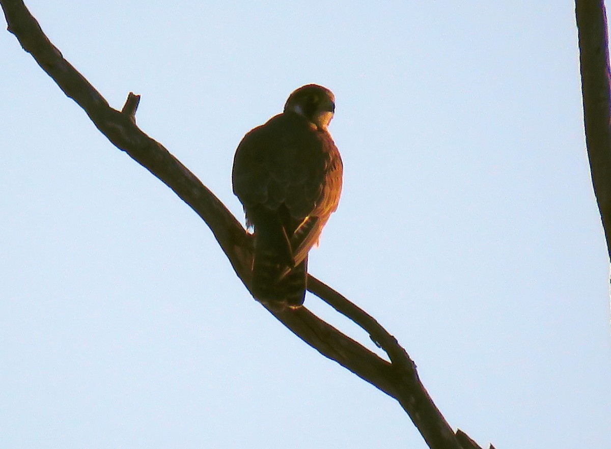 Peregrine Falcon (Mediterranean) - ML613375512