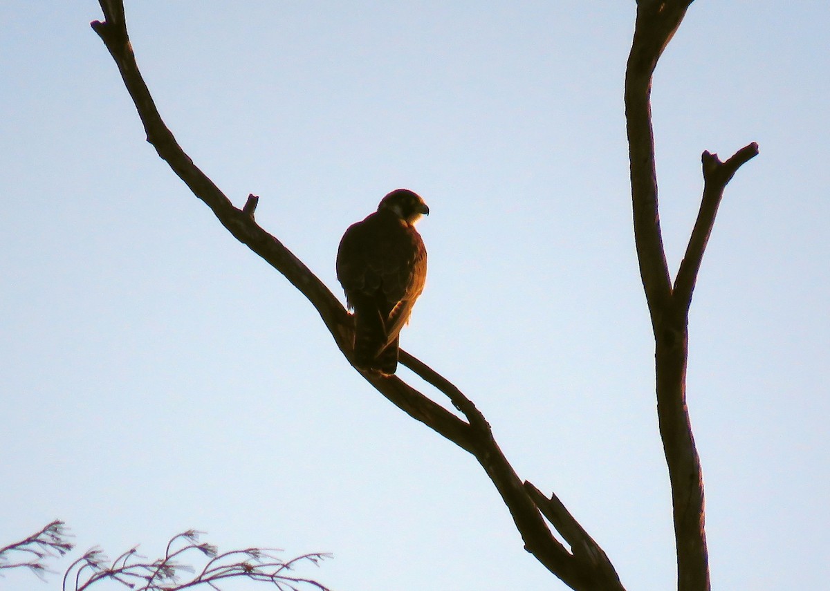 Peregrine Falcon (Mediterranean) - ML613375513