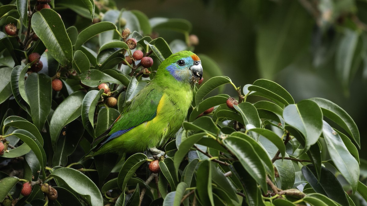 Double-eyed Fig-Parrot (Double-eyed) - ML613375954