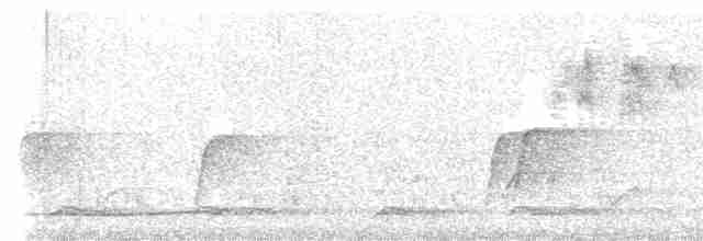 holub bělobřichý - ML613375978