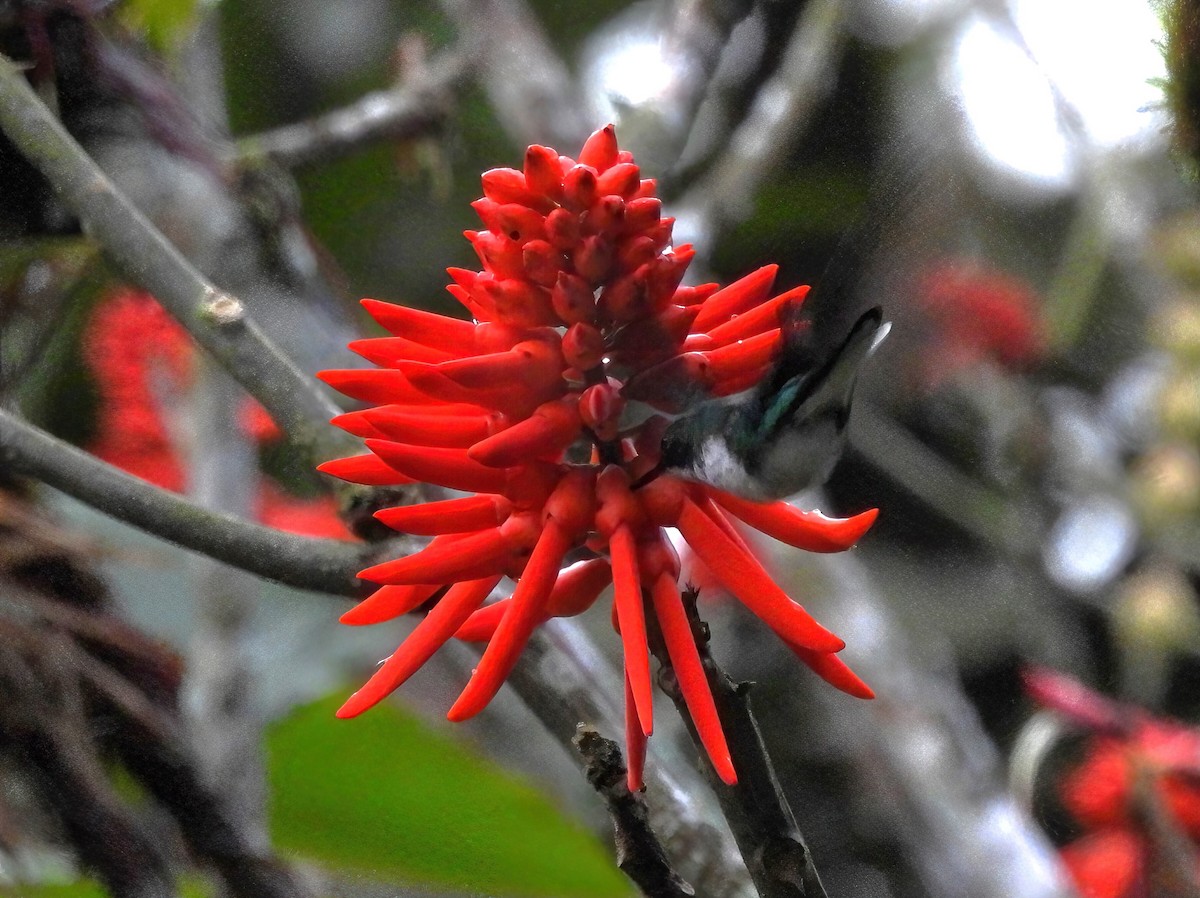 eBird Checklist 19 Oct 2023 Canopy Lodge 3 species