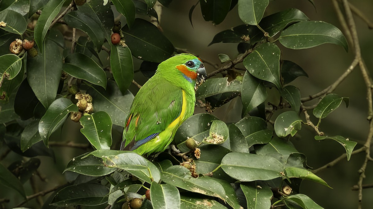 Double-eyed Fig-Parrot (Double-eyed) - ML613376076