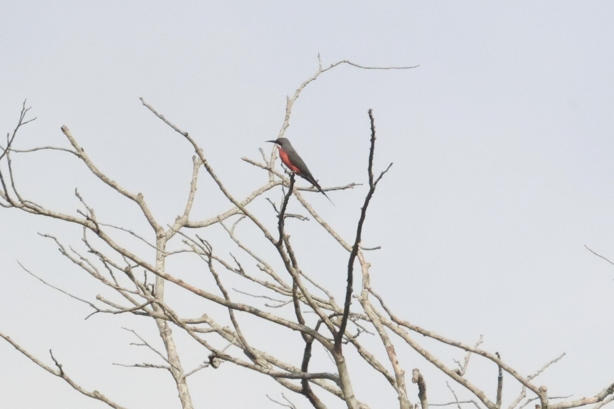 Rosy Bee-eater - ML613376156
