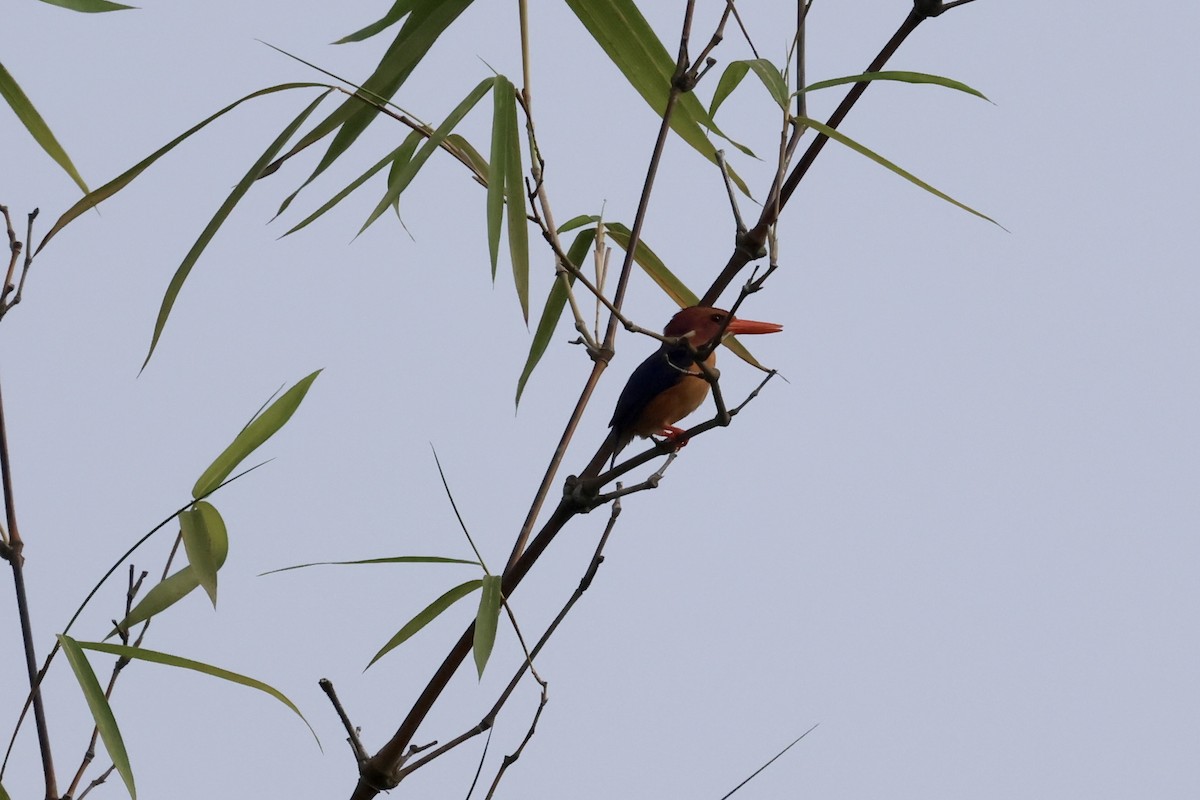 African Pygmy Kingfisher - ML613376157