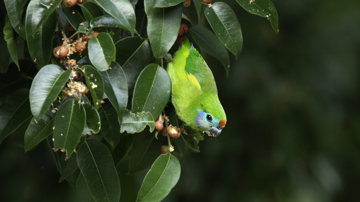 Double-eyed Fig-Parrot (Double-eyed) - ML613376309