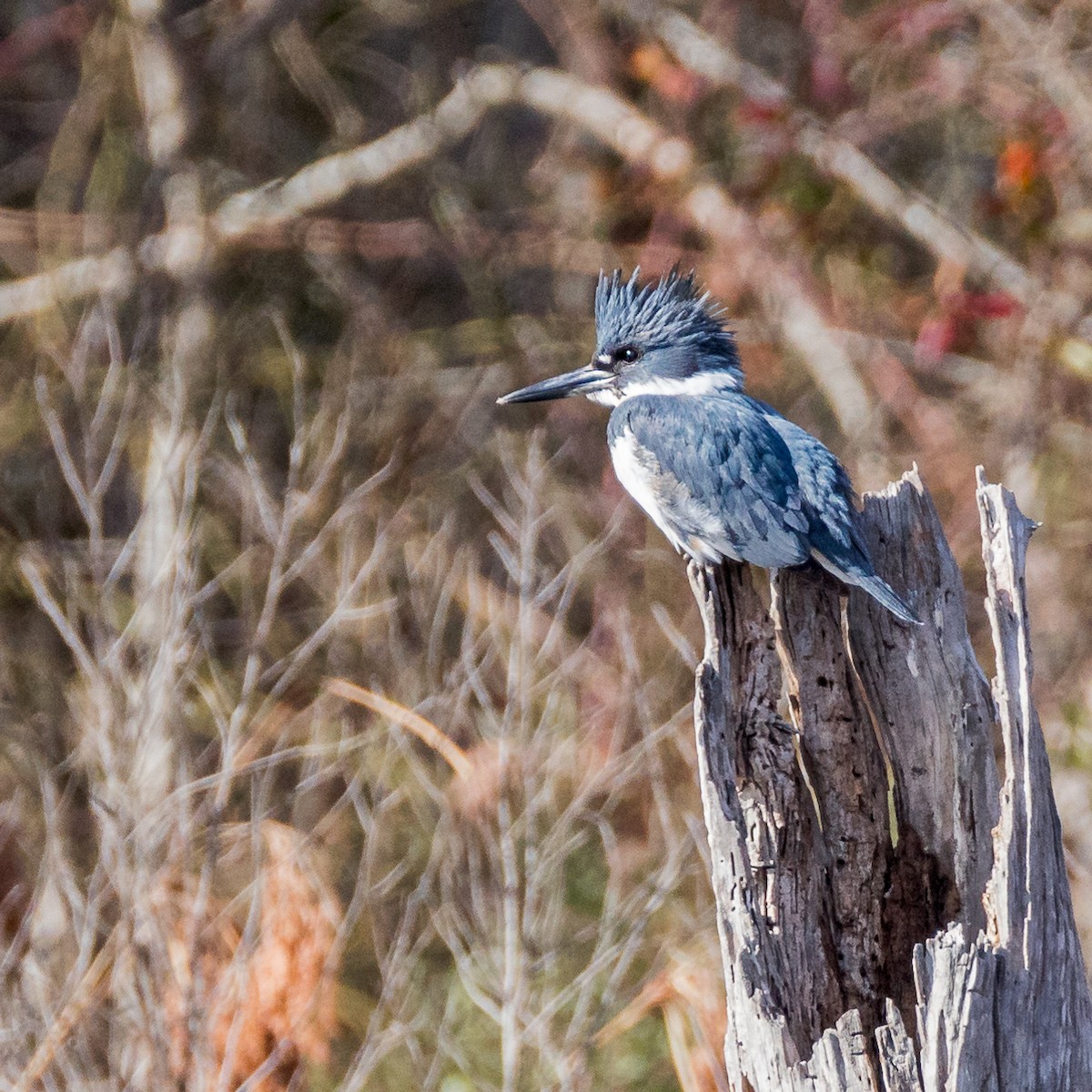 Belted Kingfisher - ML613376331
