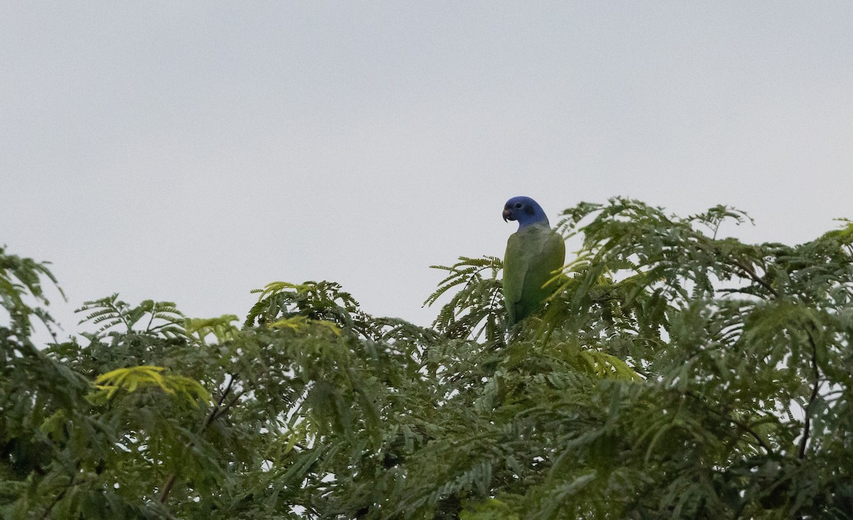 Blue-headed Parrot (Blue-headed) - Jay McGowan