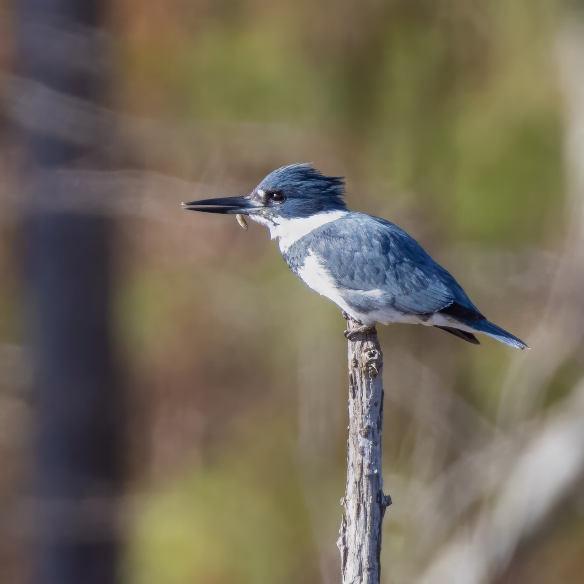 Belted Kingfisher - ML613376337