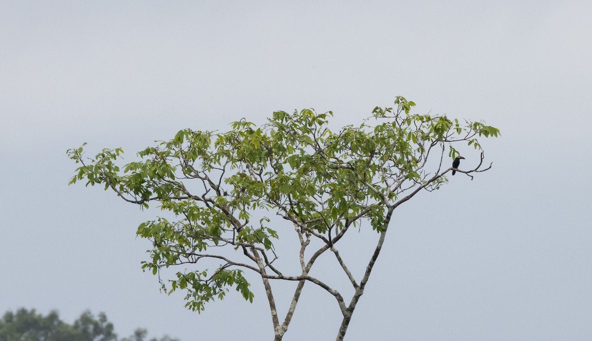 arassari límcový (ssp. reinwardtii) - ML613376487