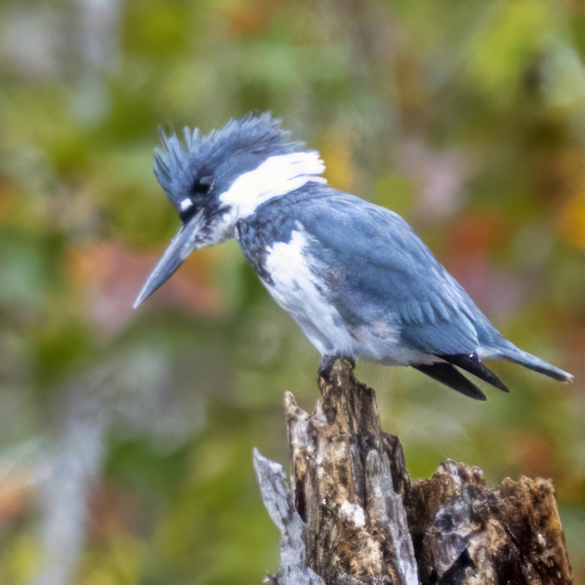 Belted Kingfisher - ML613376631