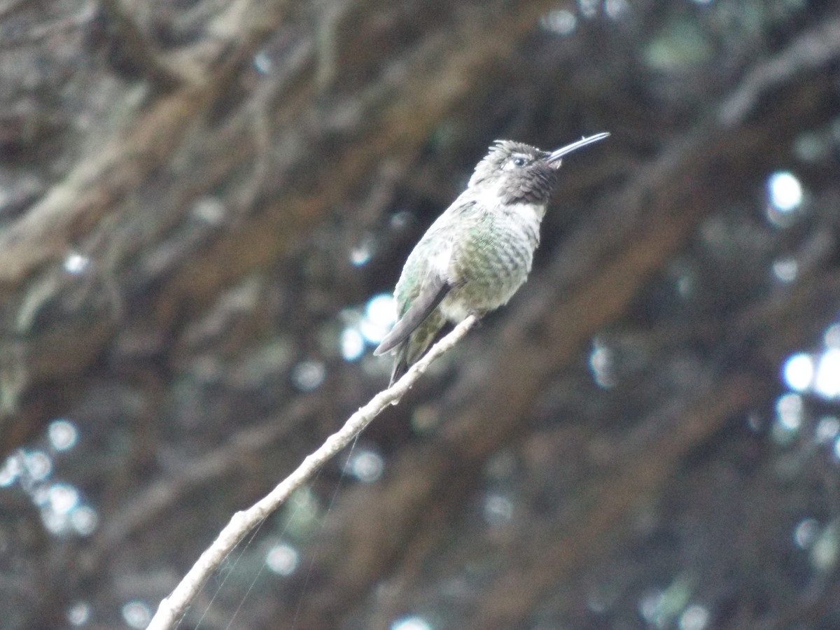 Anna's Hummingbird - ML613376718
