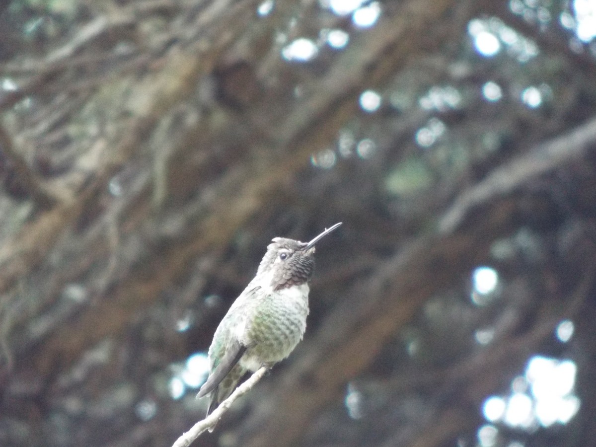 Anna's Hummingbird - ML613376719