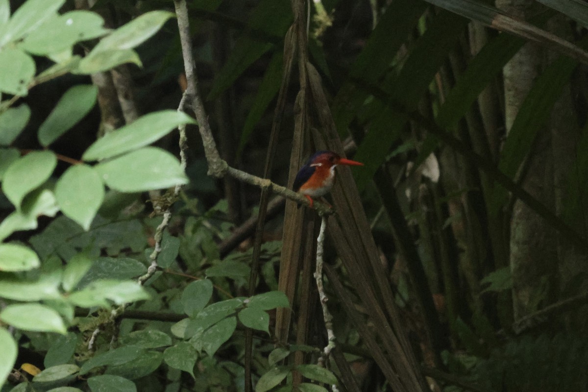 White-bellied Kingfisher - ML613376745