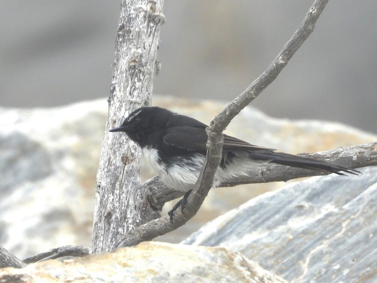 Willie-wagtail - ML613376781