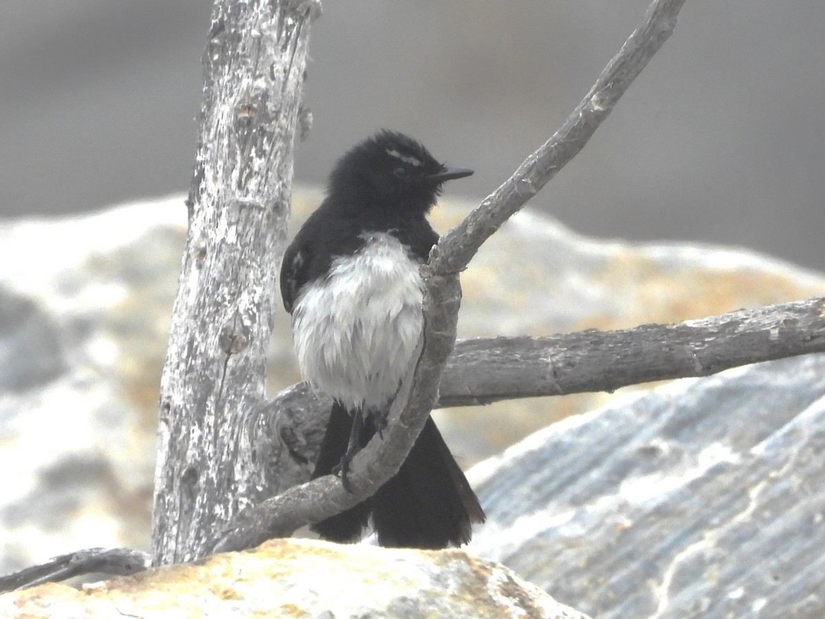 Willie-wagtail - ML613376782
