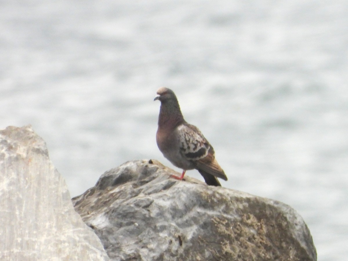 Rock Pigeon (Feral Pigeon) - ML613376787
