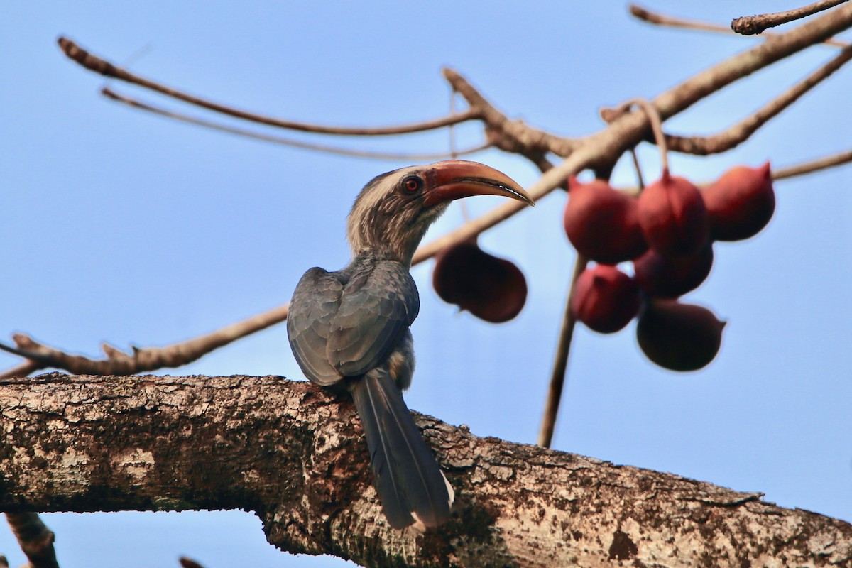 Indian Gray Hornbill - ML613377039