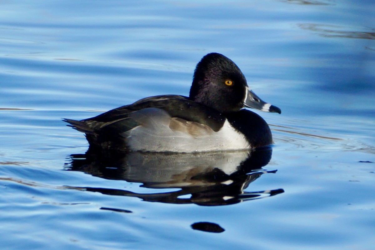 Ring-necked Duck - Laura Sisitzky