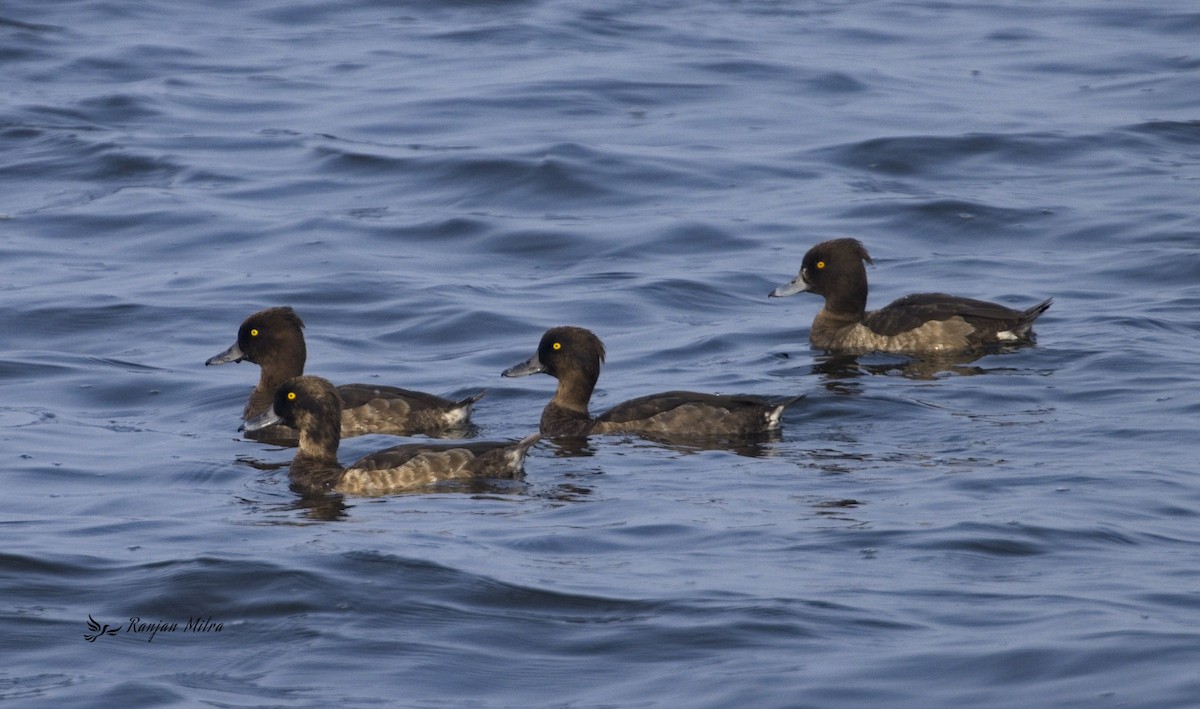 Tufted Duck - ML613378451