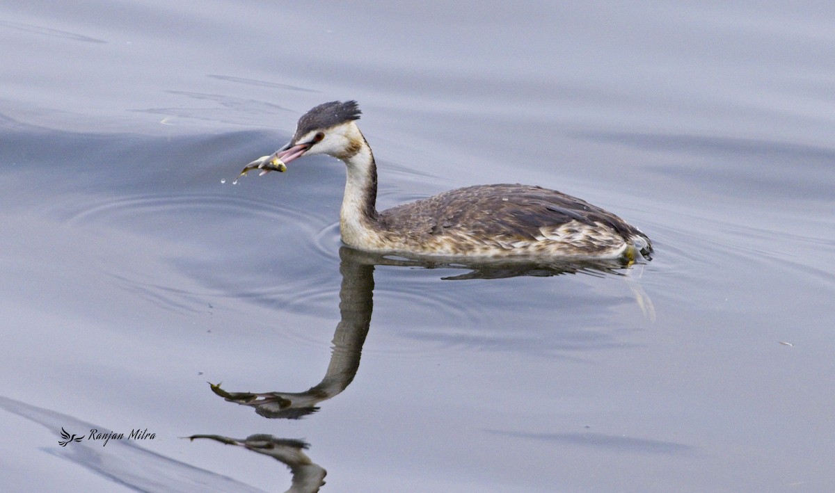 Great Crested Grebe - ML613378457