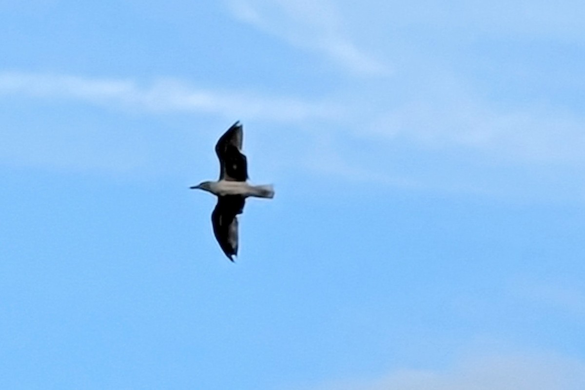 Yellow-legged Gull (atlantis) - ML613378595
