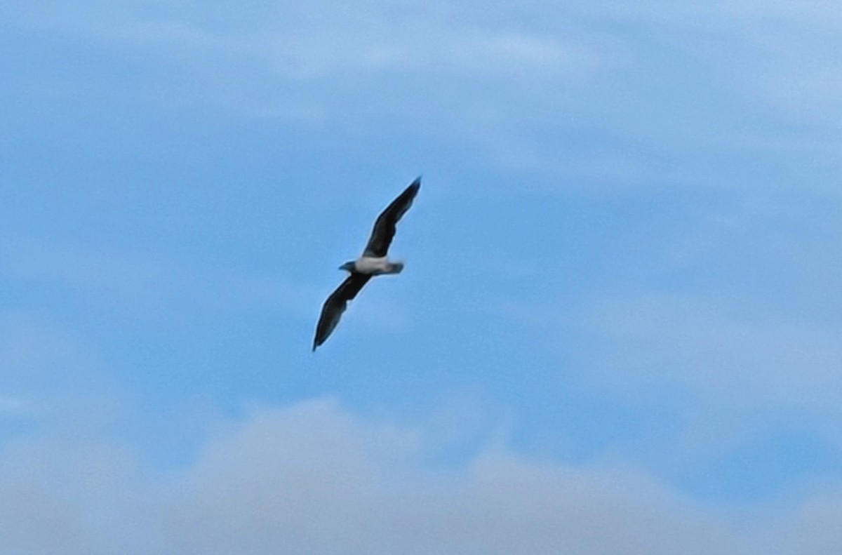Yellow-legged Gull (atlantis) - ML613378596