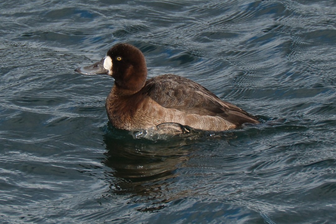 Greater Scaup - ML613378795