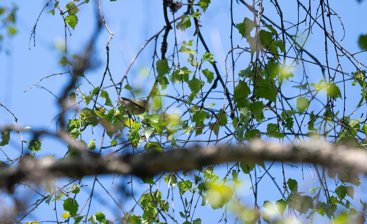 Greenish Warbler (viridanus) - Eric Francois Roualet