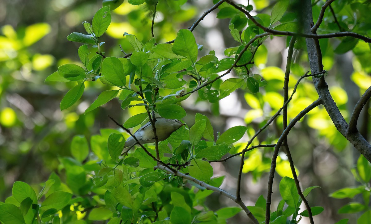 Greenish Warbler (viridanus) - ML613379143