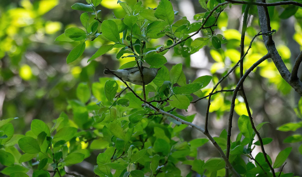 Greenish Warbler (viridanus) - ML613379146