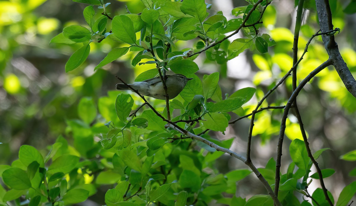 Greenish Warbler (viridanus) - ML613379148