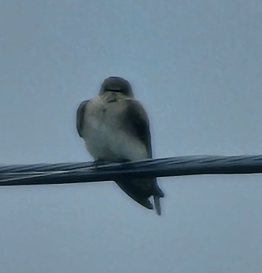 Northern Rough-winged Swallow - ML613379153