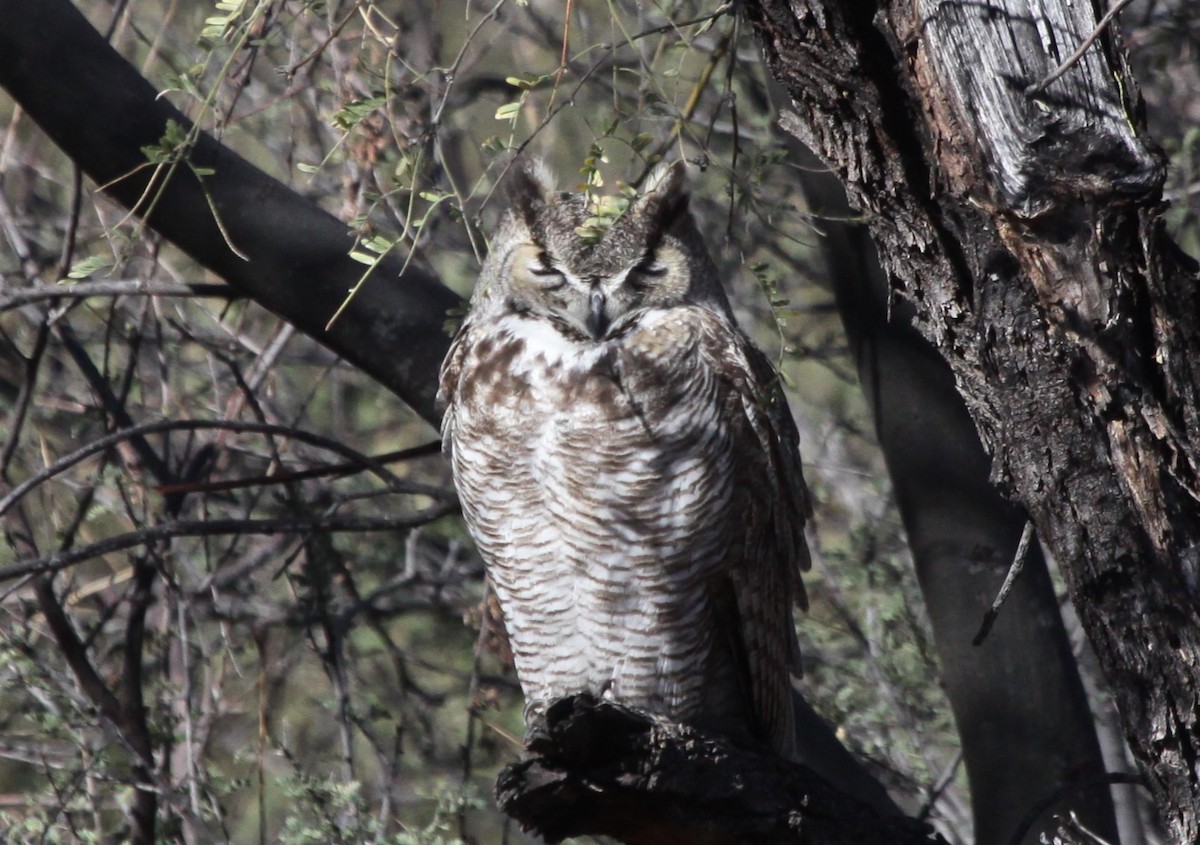 Great Horned Owl - ML613379240