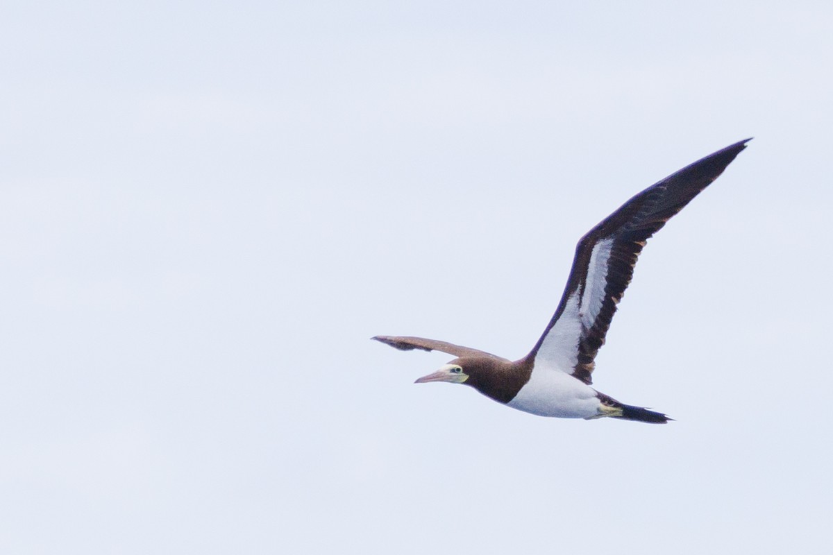 Brown Booby - ML613379246