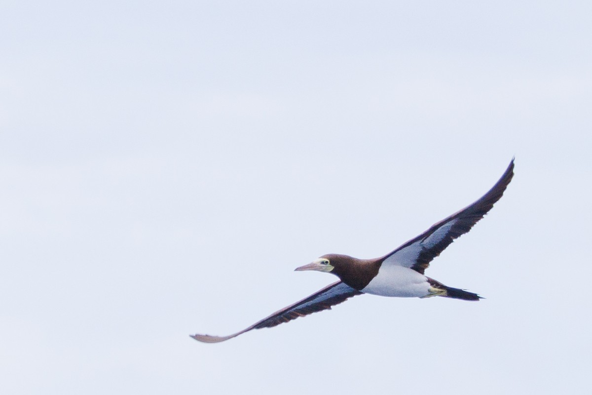 Brown Booby - ML613379251