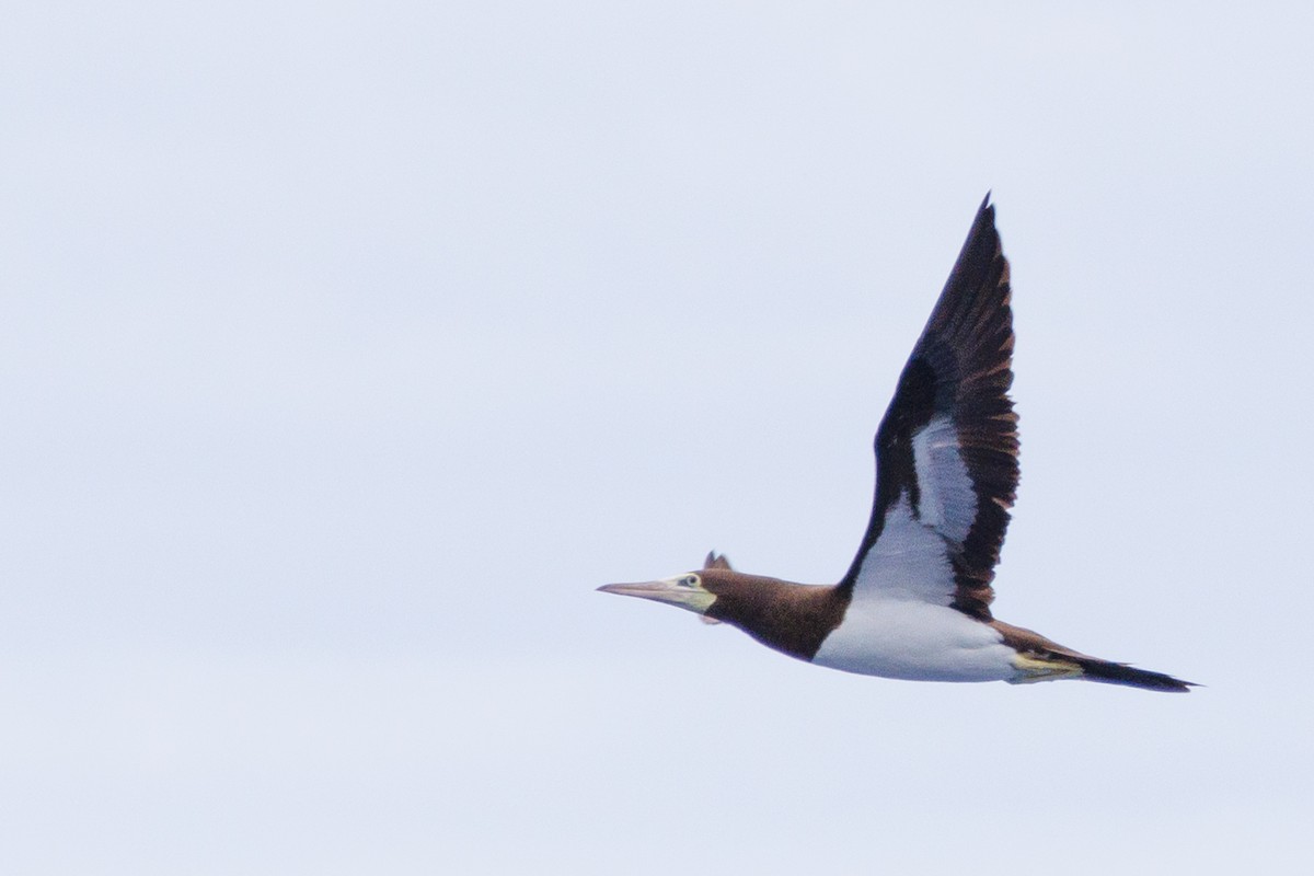 Brown Booby - ML613379256