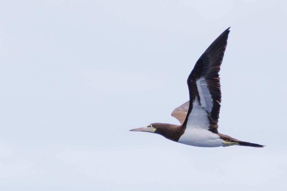Brown Booby - ML613379259
