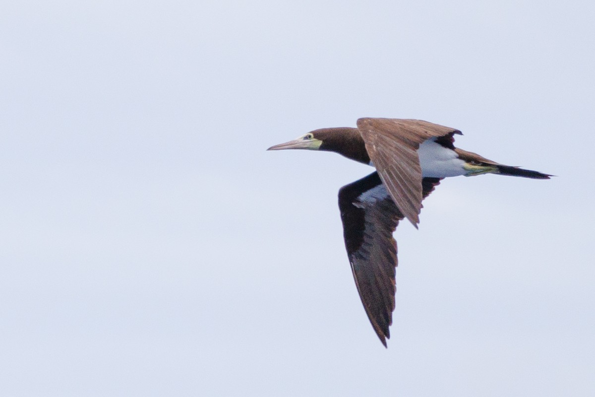 Brown Booby - ML613379261