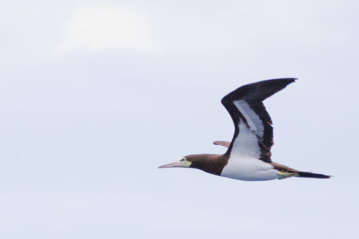 Brown Booby - ML613379265