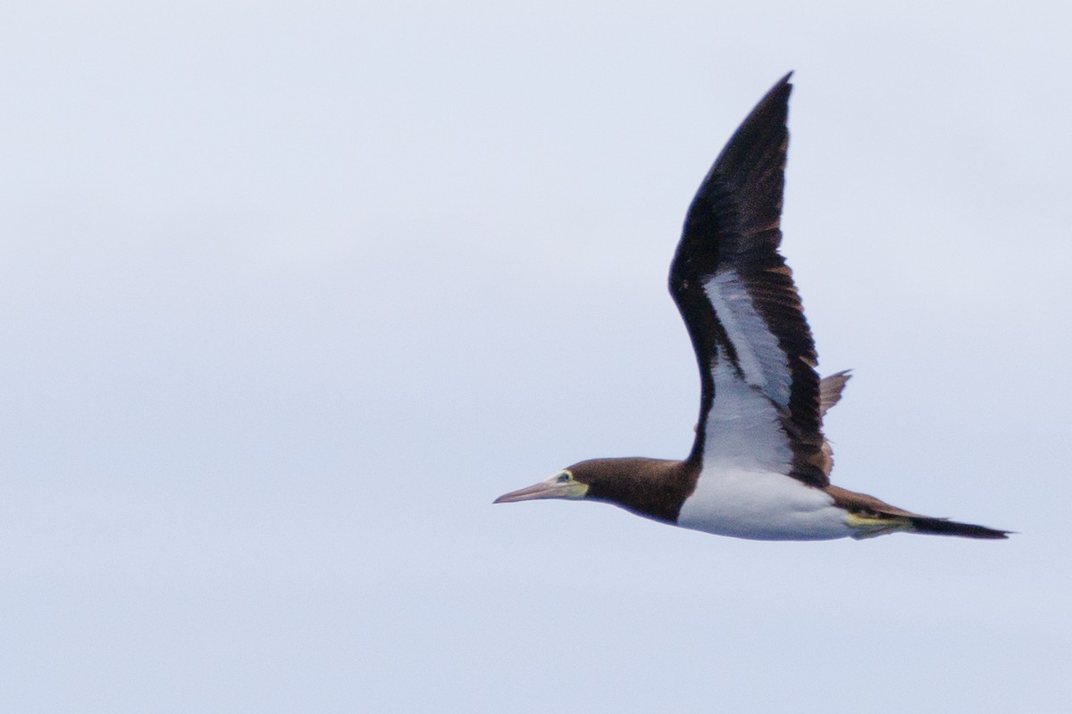 Brown Booby - ML613379270