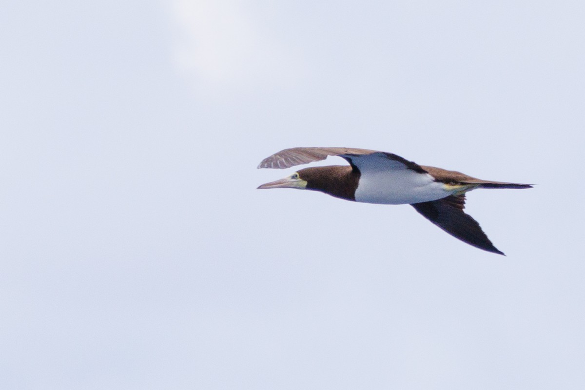 Brown Booby - ML613379272