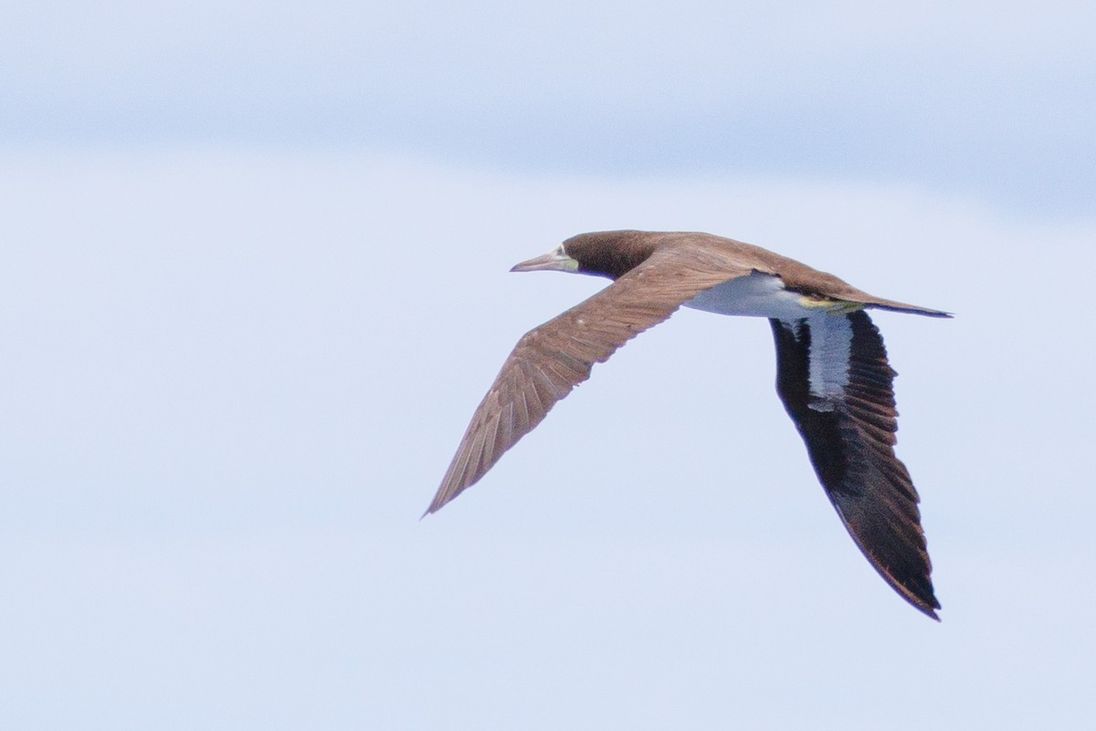 Brown Booby - ML613379299