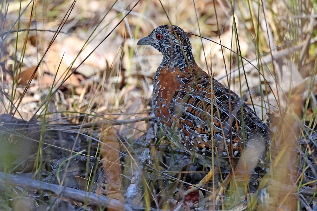 Painted Buttonquail - ML613379303