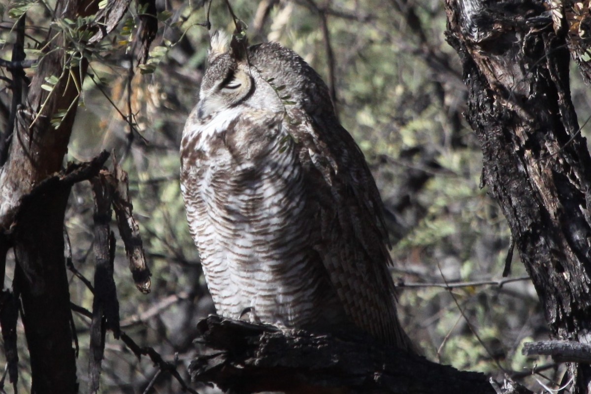 Great Horned Owl - ML613379561