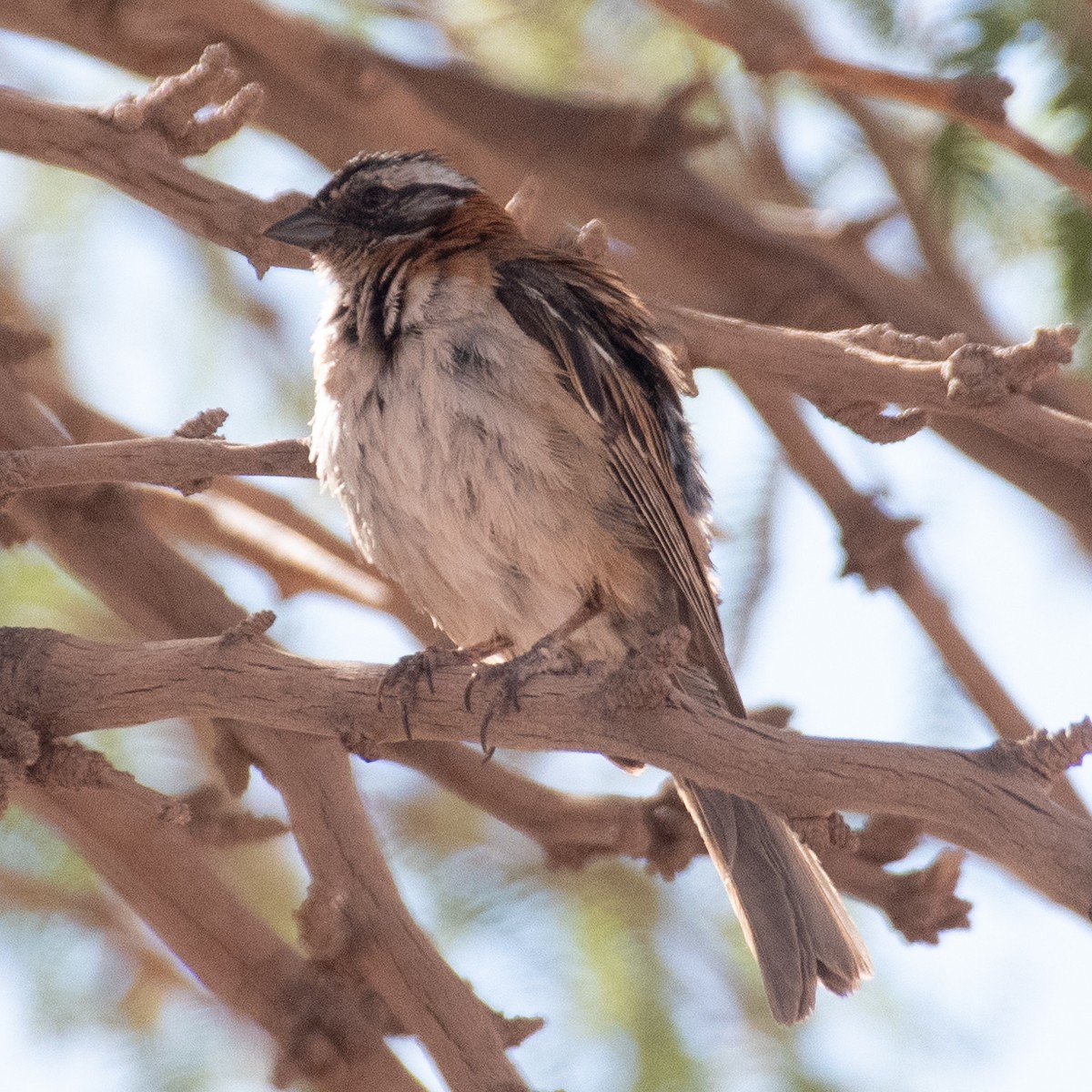 Rufous-collared Sparrow - ML613379667