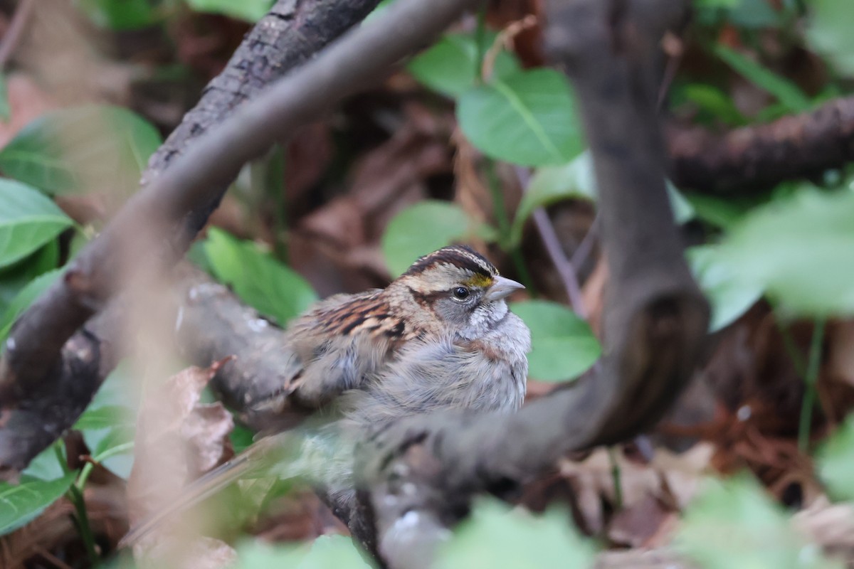 White-throated Sparrow - ML613379810