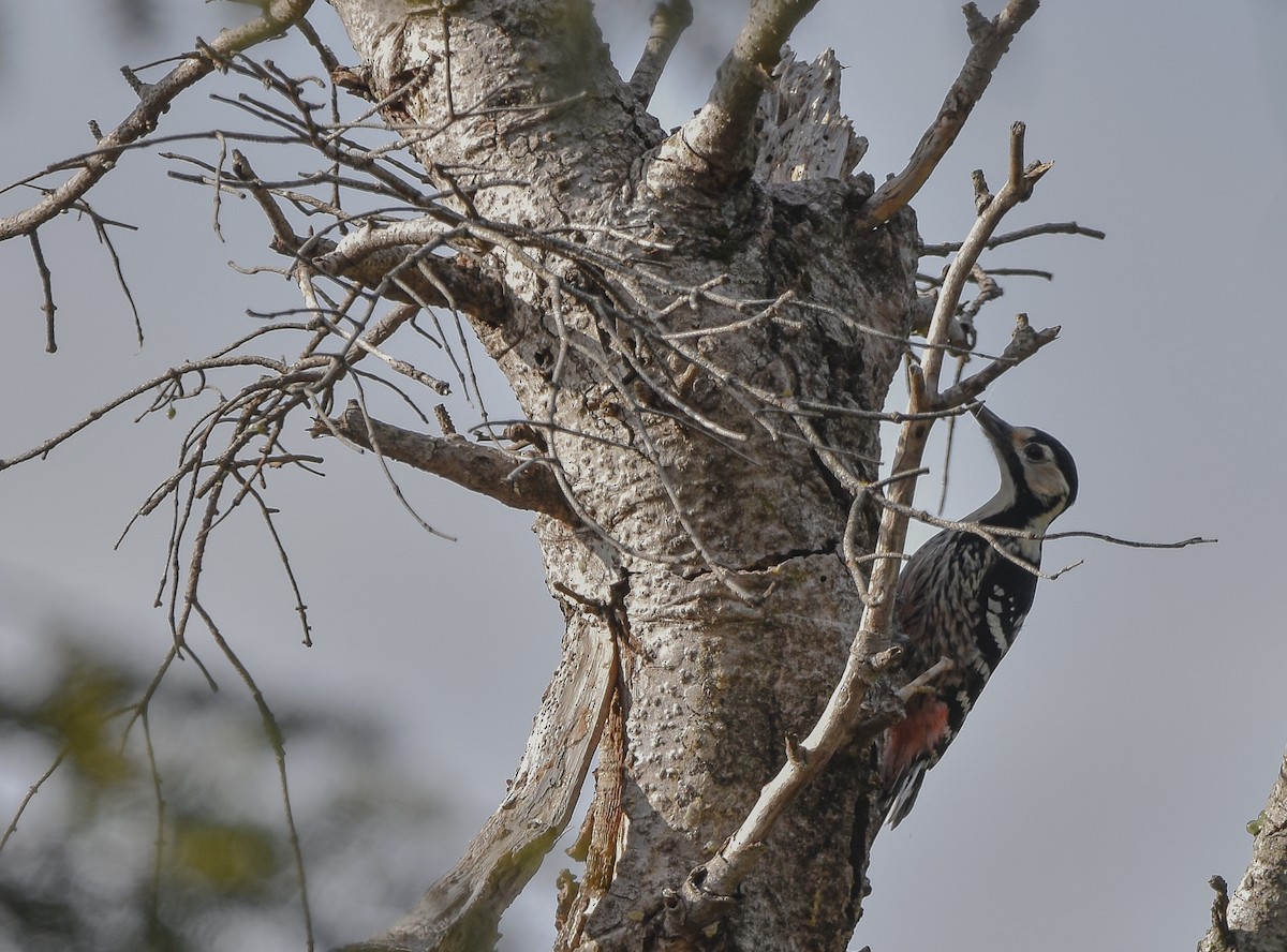 White-backed Woodpecker - ML613379892