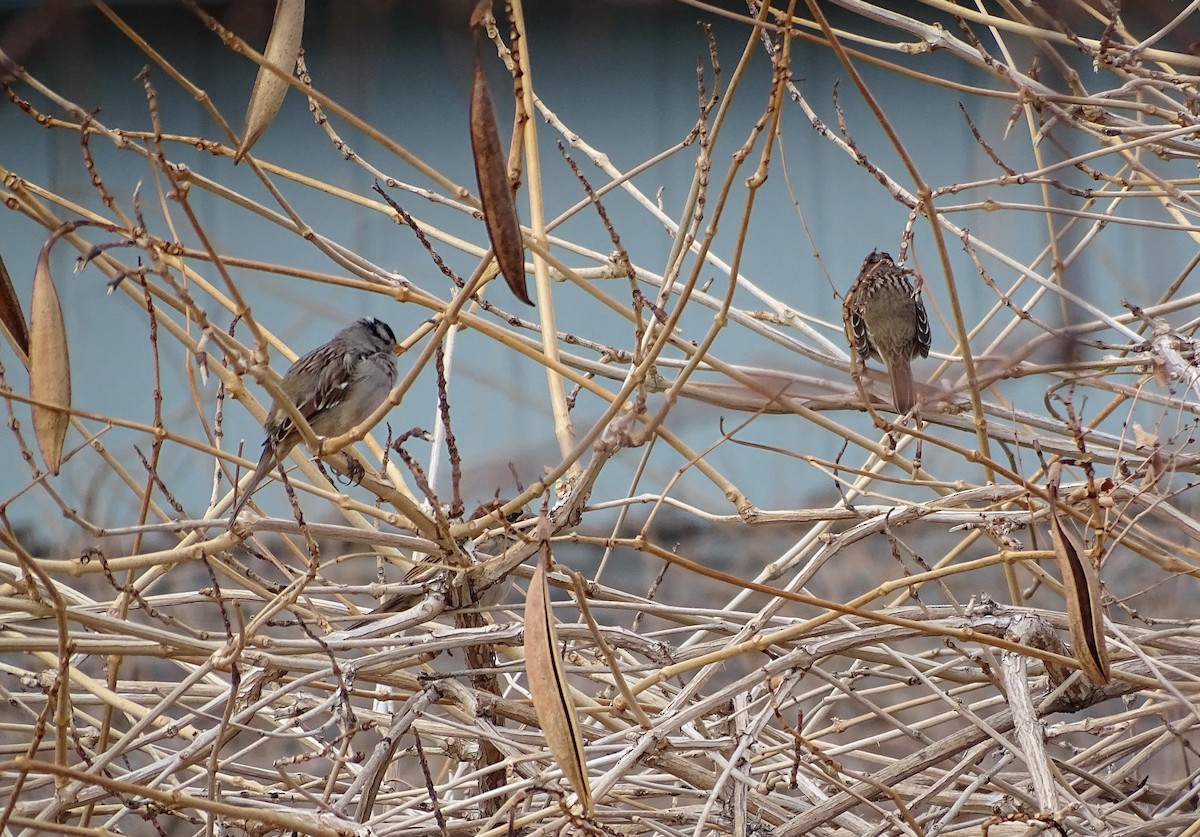 White-crowned Sparrow (Gambel's) - ML613379935