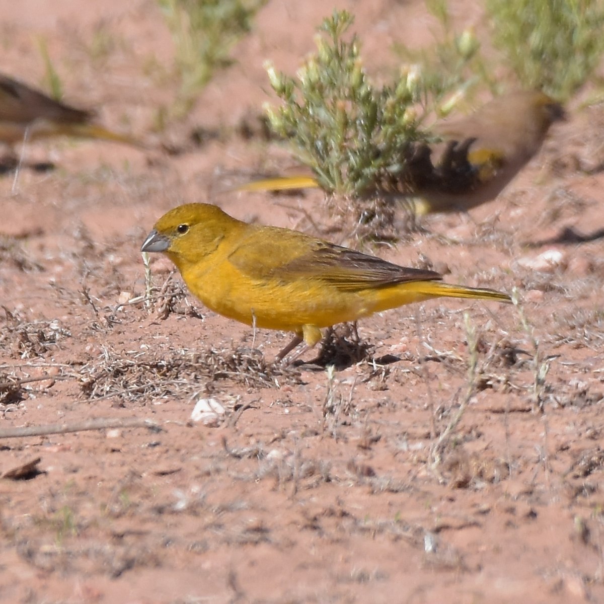 Monte Yellow-Finch - ML613380186