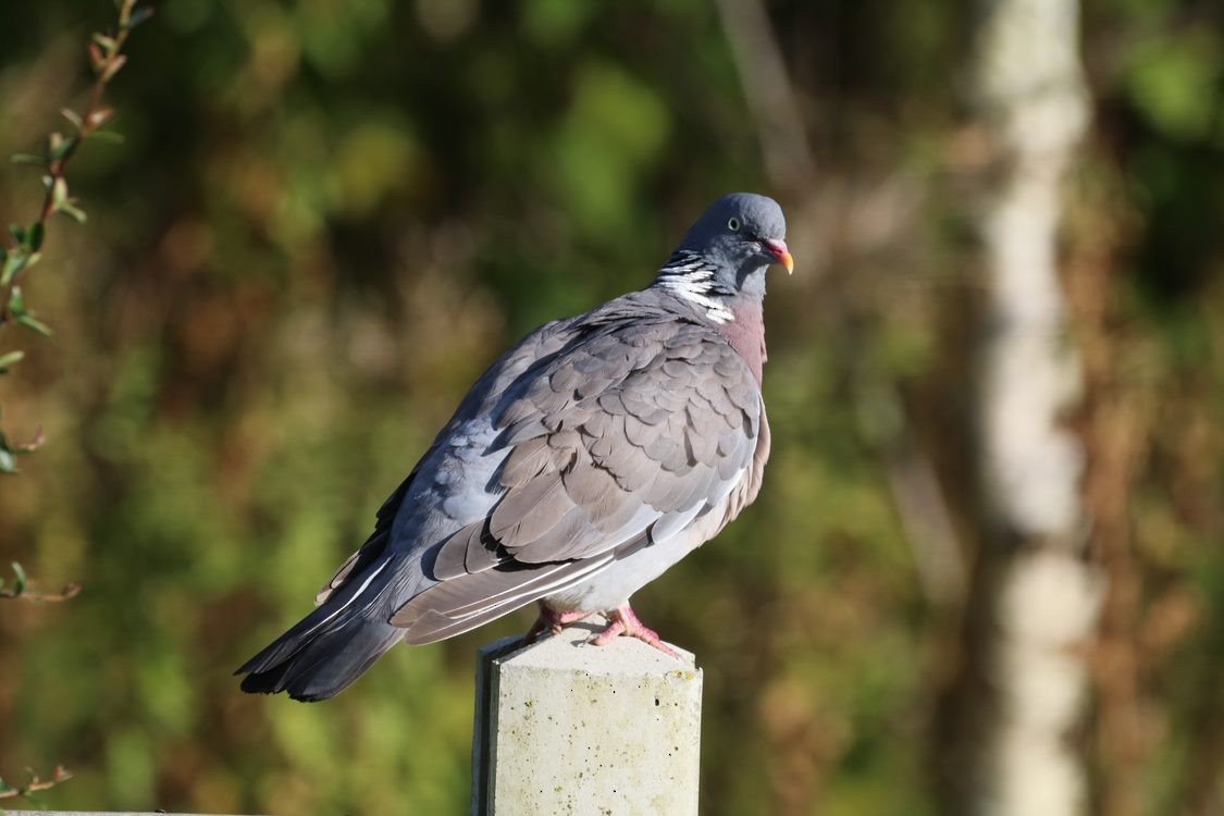 Common Wood-Pigeon - ML613380655